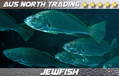 best fresh jewfish asia aus north trading singapore thailand china japan malaysia indonesia philippines brunei vietnam fish importer exporter darwin australia northern territory